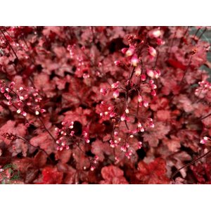 Heuchera hybridná (Heuchera hybrida) ´FIRE CHIEF´® - výška 20-30 cm, ∅ 20-30 cm, kont. C2L